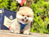 Ayıcık Surat Boo Pomeranian Yavrular