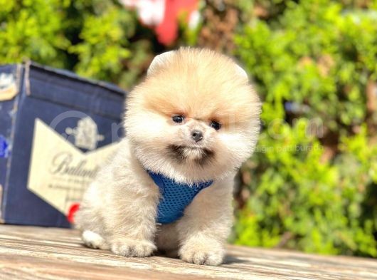 Ayıcık Surat Boo Pomeranian Yavrular görsel