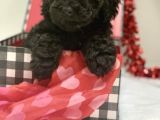 Black Toy Poodle Özel Bebeği̇mi̇z