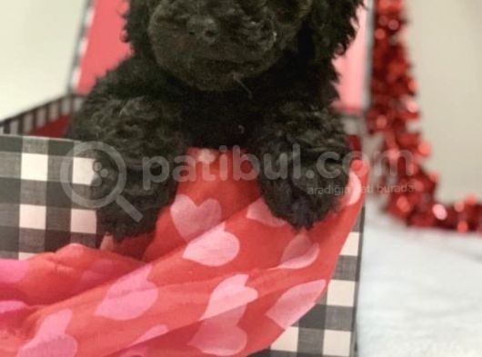 Black Toy Poodle Özel Bebeği̇mi̇z görsel