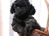 Black Toy Poodle Özel Bebeği̇mi̇z