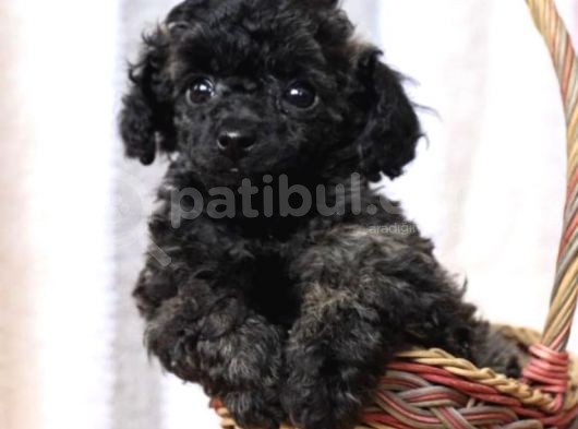 Black Toy Poodle Özel Bebeği̇mi̇z