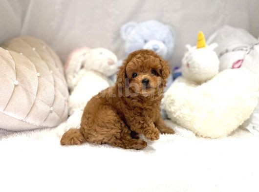 Red Toy Poodle Bebekler görsel