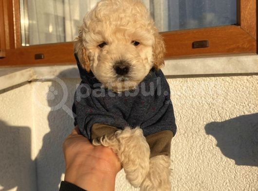 Aşılı Pasaportlu Toypoodle Bebeklerimiz görsel