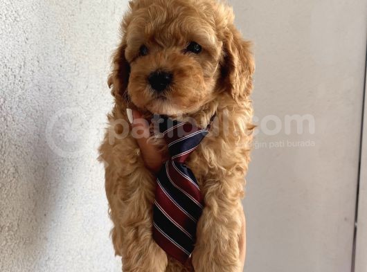 Sağlık Ve Irk Garantili Poodle Yavrularımız görsel