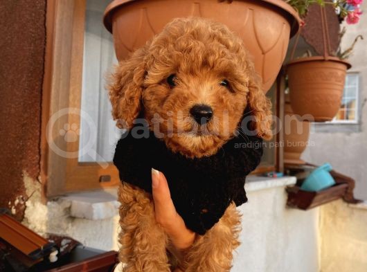 Ev Ortamında Büyüyen Toypoodle Bebekler görsel