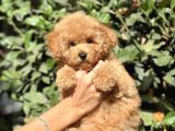 Muhtesem Guzellikte Poodle Yavrularimiz
