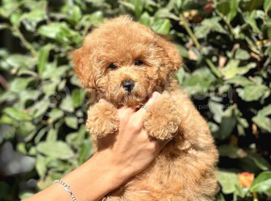 Muhtesem Guzellikte Poodle Yavrularimiz görsel