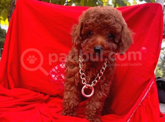 Red Brown Toy Poodle Yavrular görsel