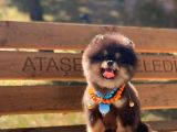 3 Aylık Erkek Pomeranian Boo