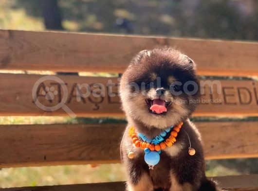 3 Aylık Erkek Pomeranian Boo görsel