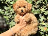 Muhtesem Guzellikte Poodle Yavrularimiz