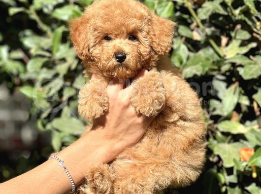 Muhtesem Guzellikte Poodle Yavrularimiz görsel