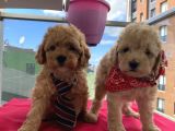 Karamelll.Toypoodle ‘ın Bebekleriiii