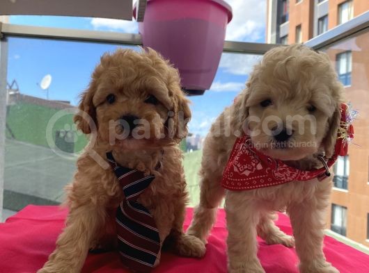Karamelll.toypoodle ‘In Bebekleriiii