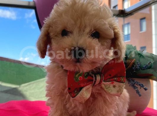 Karamelll.toypoodle ‘In Bebekleriiii