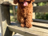 Red Brown Poodle Bebeği̇mi̇z
