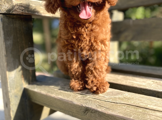 Red Brown Poodle Bebeği̇mi̇z görsel