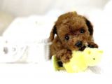 Red Toy Poodle Bebekler