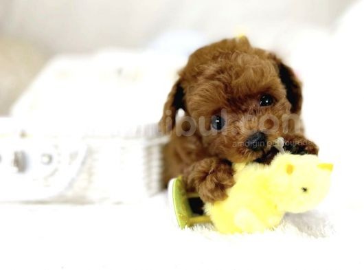 Red Toy Poodle Bebekler görsel