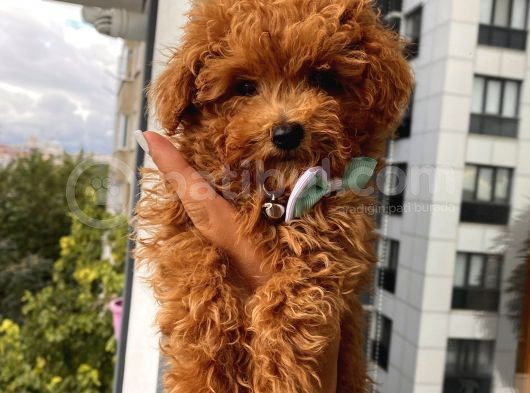 Irk Garantili Poodle Yavrularımız görsel