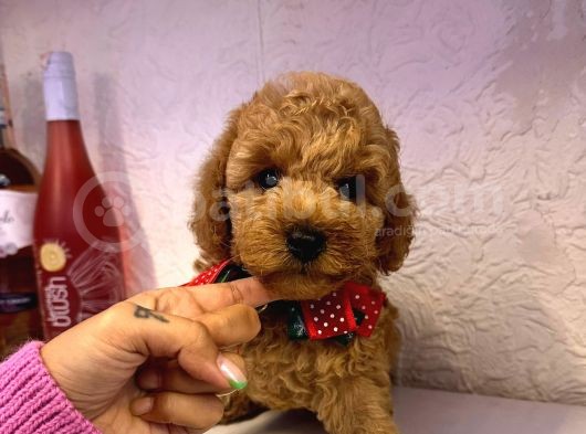 Orji̇nal Toy Poddle Yavrular görsel