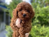 Koyu Renk Brown Poodle Bebeği̇mi̇z