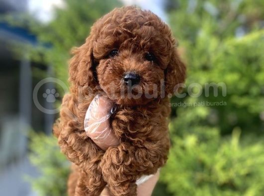 Koyu Renk Brown Poodle Bebeği̇mi̇z görsel