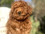 Koyu Red Brown Poodle Bebeği̇mi̇z