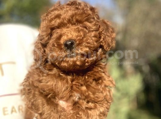 Koyu Red Brown Poodle Bebeği̇mi̇z görsel