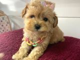 Muhtesem Tatli Maltipoo Bebekler