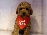 Toy Poodle Mini Boy Yavrular