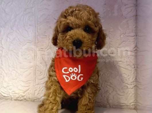 Toy Poodle Mini Boy Yavrular görsel