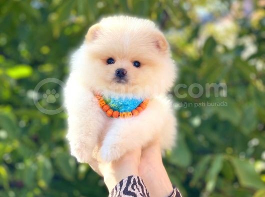 Pomeranian Boo Teddy Face Erkek Yavrumuz görsel
