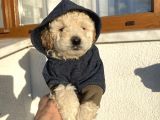 Irk Garantili Toypoodle Bebeklerimiz