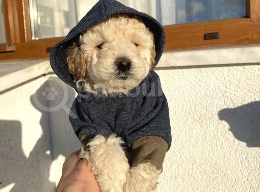 Irk Garantili Toypoodle Bebeklerimiz görsel
