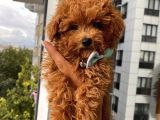 Sağlık Ve Irk Garantili Poodle Yavrularımız