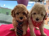 Sağlık Ve Irk Garantili Poodle Yavrularımız