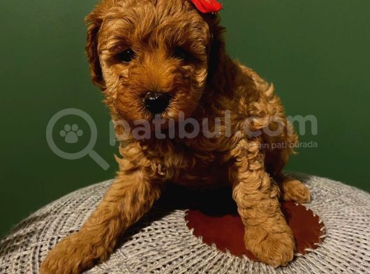 Sağlık Ve Irk Garantili Toypoodle Bebekler görsel