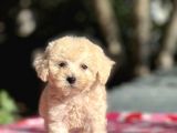Apri̇cot Di̇şi̇ Toy Poodle Yavrumuz