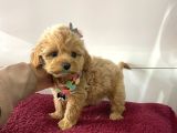 Muhtesem Tatli Maltipoo Bebekler