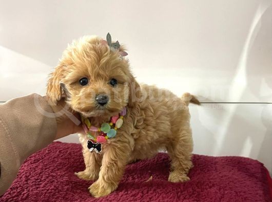 Muhtesem Tatli Maltipoo Bebekler görsel