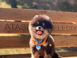 3 Aylık Erkek Pomeranian Boo