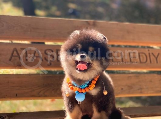 3 Aylık Erkek Pomeranian Boo görsel