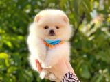 Pomeranian Boo Teddy Face Erkek Yavrumuz