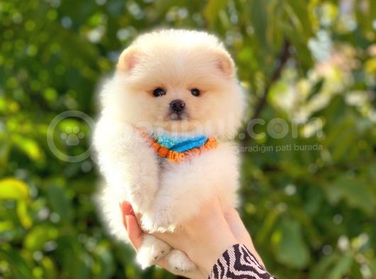 Pomeranian Boo Teddy Face Erkek Yavrumuz