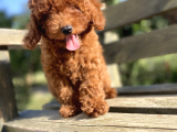 Red Brown Poodle Bebeği̇mi̇z