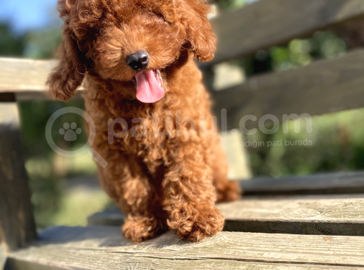 Red Brown Poodle Bebeği̇mi̇z
