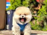 Ayıcık Surat Boo Pomeranian Yavrular