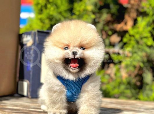 Ayıcık Surat Boo Pomeranian Yavrular görsel